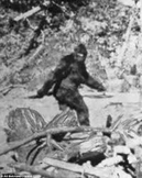Newspaper research Article about Bigfoot