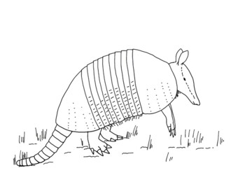 Nine-Banded Armadillo Coloring Page by Mama Draw It | TPT