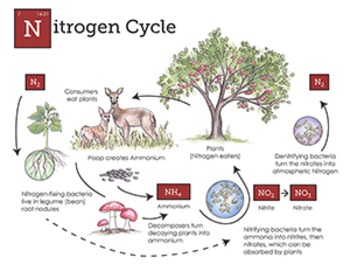 Preview of Nitrogen Cycle