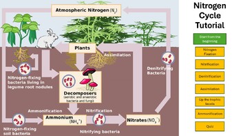 Preview of Nitrogen Cycle Interactive Tutorial