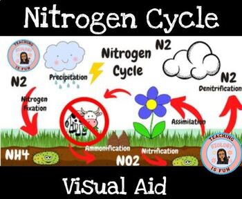 Preview of Nitrogen Cycle Poster Visual Aid