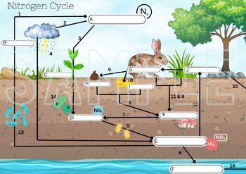 Preview of Nitrogen Cycle and Human Impacts Interactive Diagrams Activity (ESS/APES Focus)