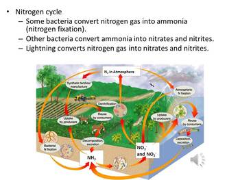 prentice hall biology nitrogen cycle