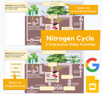 Preview of Nitrogen Cycle - drag-and-drop, labeling activity in Slides