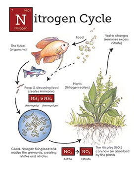Preview of Nitrogen Cycle in the aquarium
