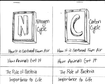Preview of Nitrogen Cycle vs. Carbon Cycle Color-able Foldable