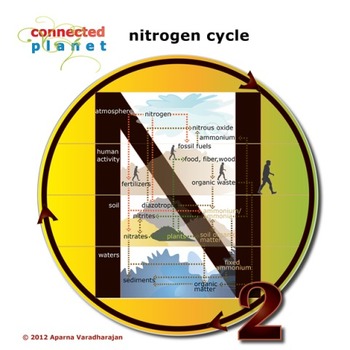 Preview of Nitrogen cycle chart