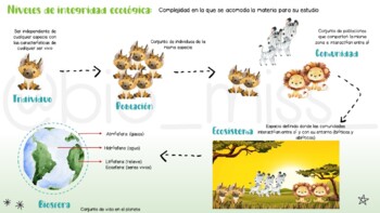 Preview of Niveles de organización en la Ecología