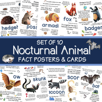 Nocturnal Animals Facts Teaching Resources | TPT
