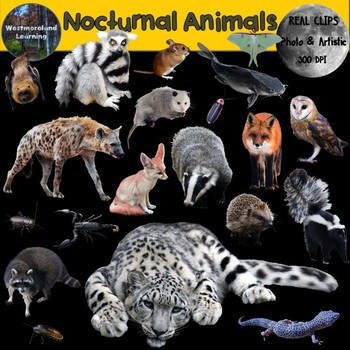 Preview of Nocturnal Animals Clip Art Photo & Artistic Digital Stickers Set