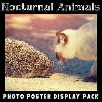 Display A4 laminated Class topic Nocturnal Animals Poster 