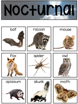 nocturnal animals science for little learners preschool