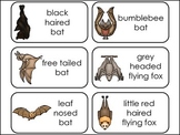 Nocturnal Animals Themed Picture and Word Flash Cards.