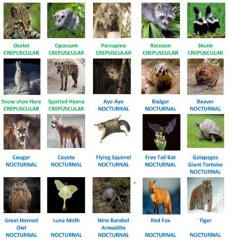 Nocturnal and Diurnal Animals Crossword Puzzles by Ah - Ha Lessons