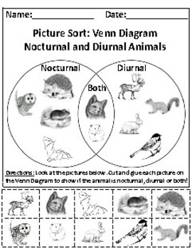 Preview of Nocturnal and Diurnal Animals Picture Sort Graph Activity + Chart Activity