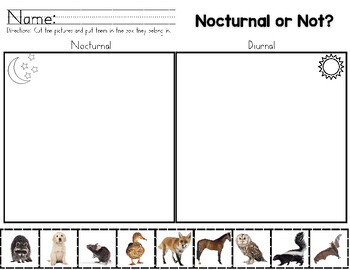 Nocturnal or Not? Nocturnal Animals Sorting by Daniella Perez | TPT
