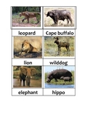 Nomenclature Cards - Animals - Africa - Botswana