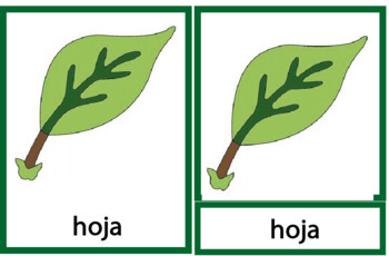 Preview of Nomenclature Parts of the leaves in Script Spanish