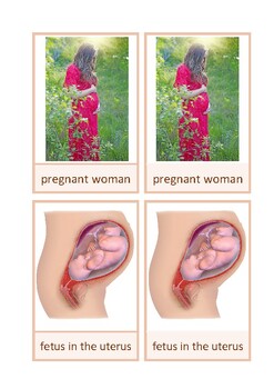 Preview of Nomenclature cards: foetus in uterus, English, Montessori