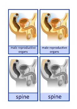 Preview of Nomenclature cards: male genital organs, English, Montessori
