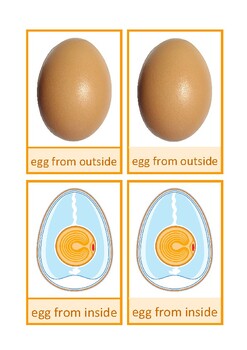 Preview of Nomenclature cards: structure of an egg, English, Montessori