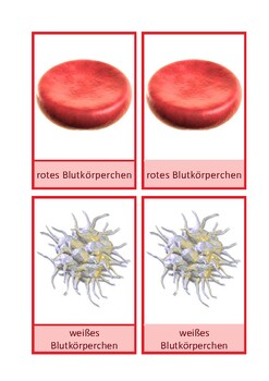 Preview of Nomenklaturkarten: Blutzellen, alltägliches Deutsch, Montessori