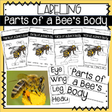 Non Fiction: Labeling Parts of a Bee's Body - Anchor Chart