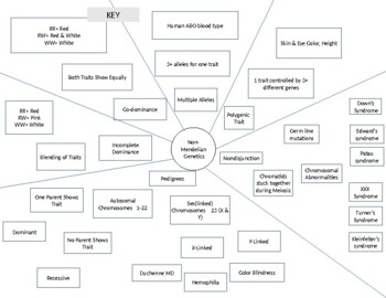 Geics Concept Map Worksheets Teaching Resources Tpt