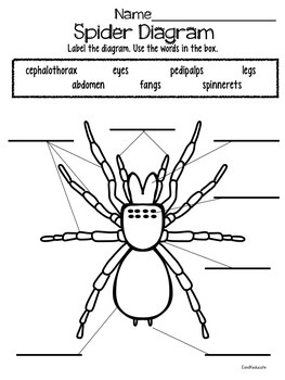 Nonfiction Spider Research and Investigation by EandKeducate | TpT