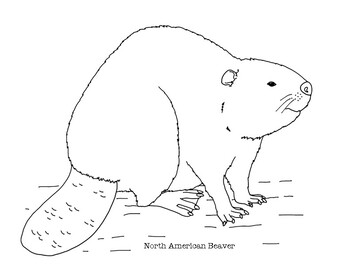 Beaver Coloring Page | Coloring Page Blog