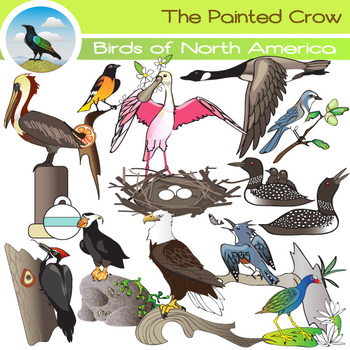 Preview of North American Birds Clip Art  - 24 Piece Set - Color & Grayscale