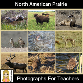 Prairie Animals Teaching Resources | TPT