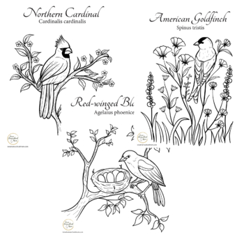 Northern cardinal coloring pages