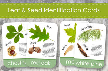 Preview of North American Tree & Leaf Identification Cards- Montessori