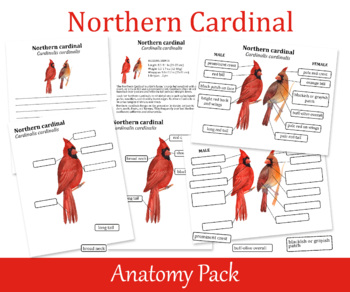 Preview of Northern Cardinal Anatomy Learning Pack, Biology Worksheets