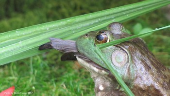 frog eats bird