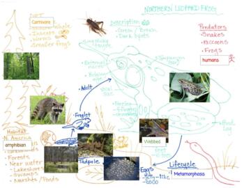 Preview of Northern Leopard Frog Pictorial Input Chart with Pictures for Processing