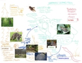 Northern Leopard Frog Pictorial Input Chart with Pictures 