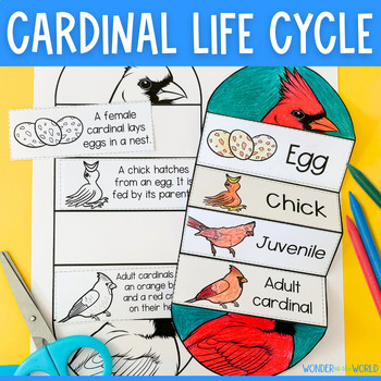 Preview of Northern cardinal bird life cycle foldable sequencing activity cut and paste