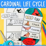 Northern cardinal bird life cycle foldable sequencing acti