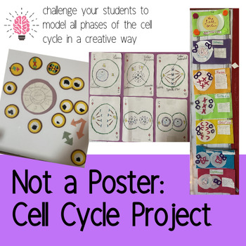 cell cycle project ideas