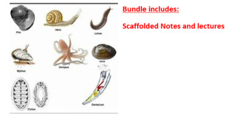 Preview of Notes: Mollusca bundle