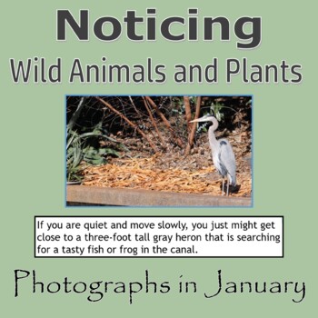 Preview of Noticing Wild Animals and Plants PowerPoint - Photographs in January