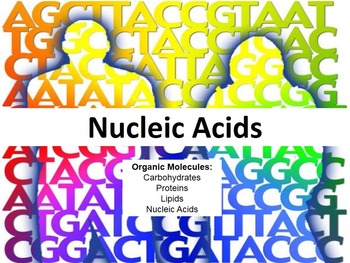 Preview of Nucleic Acid (DNA & RNA) PowerPoint