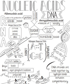 Draw a DNA molecule and label the units. | Homework.Study.com