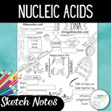 Nucleic Acid (DNA and RNA) Sketch Notes/ Doodle Notes