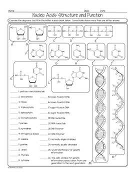 structure of nucleic acids for kids