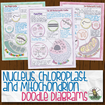 Nucleus, Chloroplast, and Mitochondrion Biology Doodle Diagrams | TPT