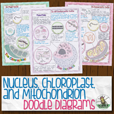 Nucleus, Chloroplast, and Mitochondrion Biology Doodle Diagrams