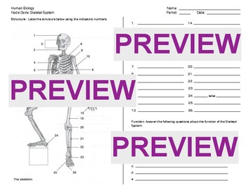 Preview of Human Body: Skeletal System